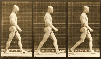 Sétáló meztelen férfi képsorozata, „Animal Locomotion” sorozat, kb. 1881